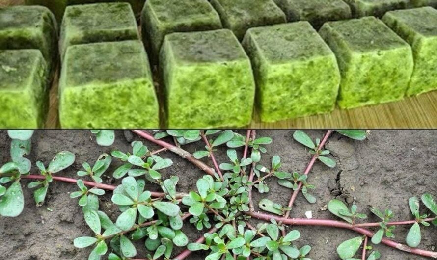 What Happens to Your Body if You Eat Purslane Every Day