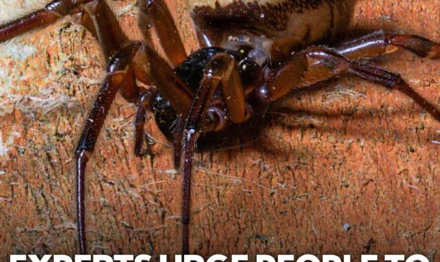 Urgent Warning: Keep Windows Shut to Stop the Spider from Entering Homes