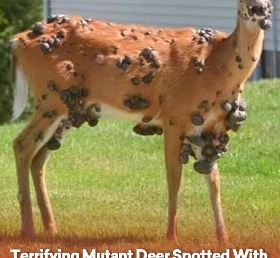 Terrifying Mutant Deer Spotted With Flesh Bubbles As Fears Grow Of Animal Outbreak In US