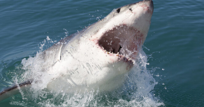 Couple left to die in shark-infested waters – their diary entires are chilling