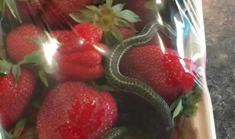 A basket of bright red strawberries, an expected treat – but it held a terrifying discovery