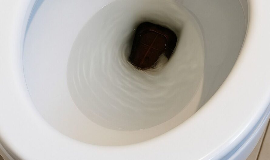 I Lifted the Toilet Lid This Morning and Froze — At First I Thought It Was Just an Object, Until It Started Moving