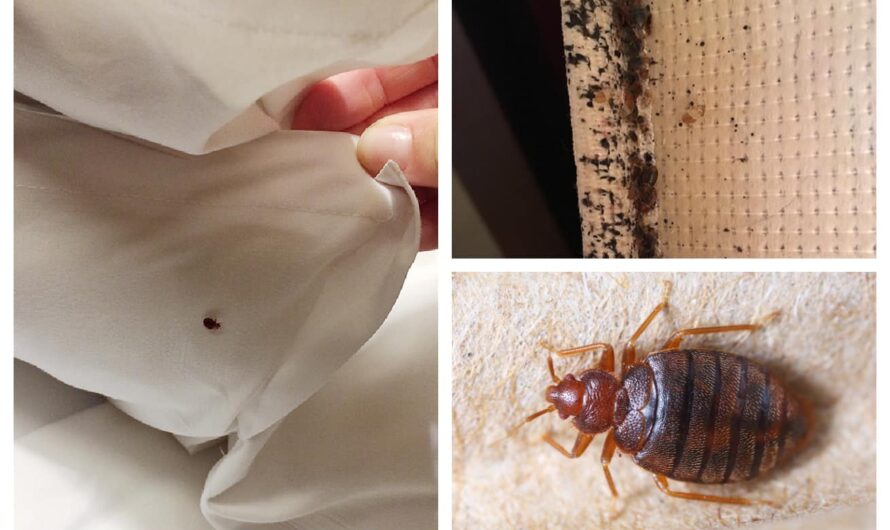 Natural Pest Control: Eliminate Bed Bugs and Household Pests with Diatomaceous Earth & Cloves