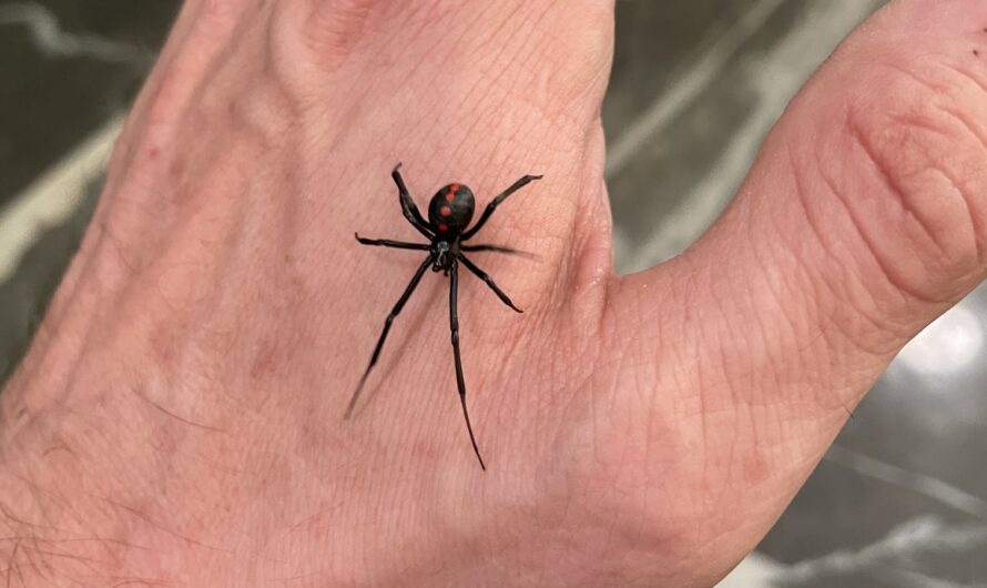 What to do if you get bit.ten by a black widow spider: A complete guide