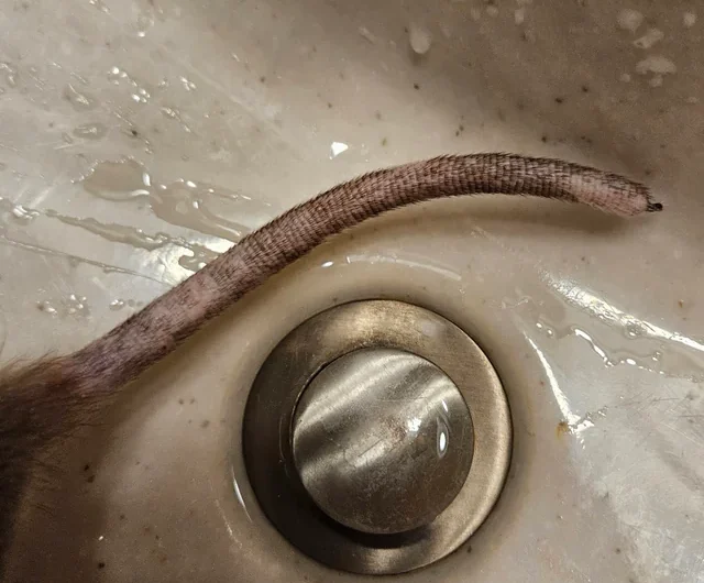 Online user finds creepy object hanging from ceiling