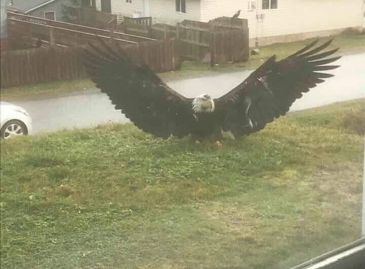 Giant Eagle Captured in Brownsville, Texas: A Stunning Discovery