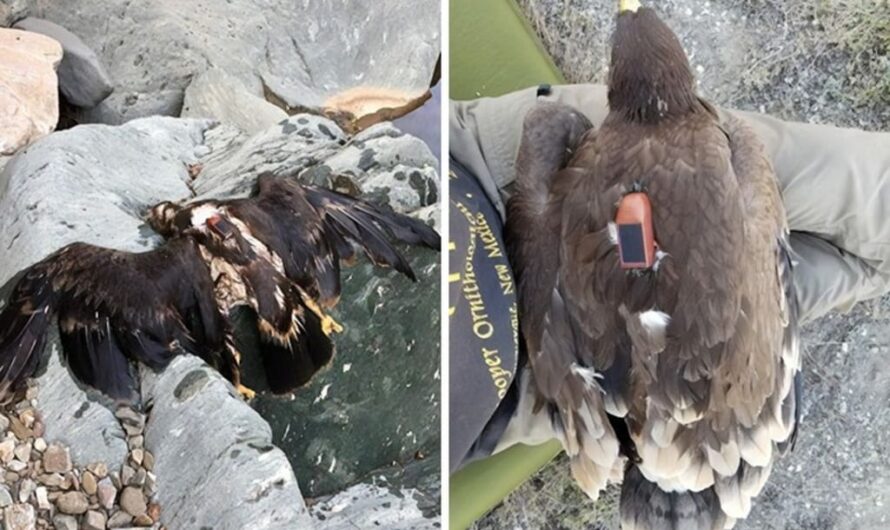 For 20 years, an eagle equipped with GPS puzzled scientists: reco… See more