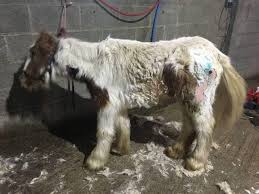 How Volunteers Rescued a Starving Horse Named Heidi and Gave Her a New Life