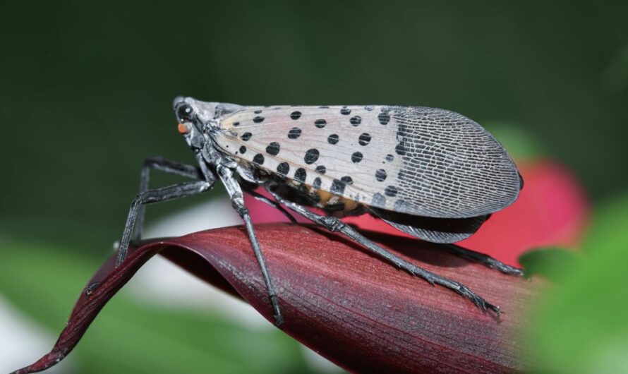 Why You Must Act Immediately If You Spot This Insect in Your Home